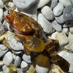 アコウの釣果