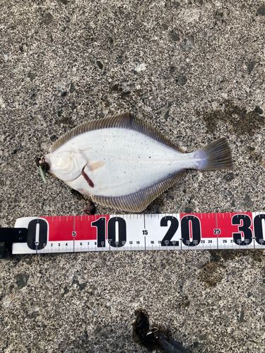 イシガレイの釣果