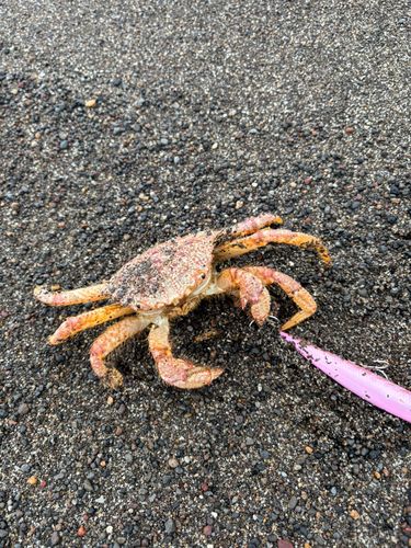 カニの釣果