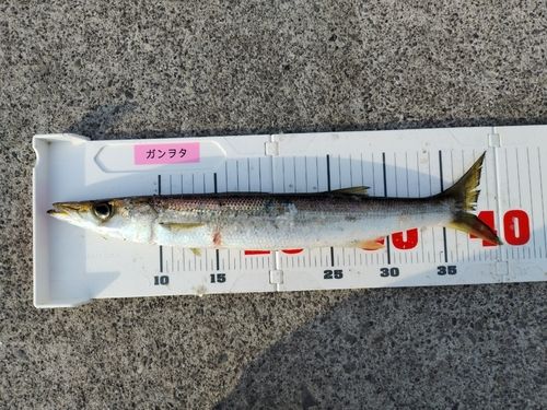 アカカマスの釣果
