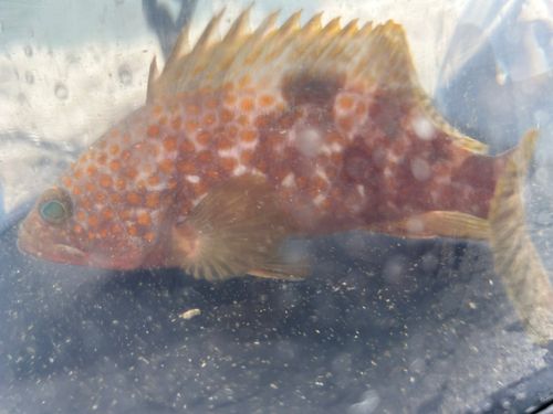 キジハタの釣果