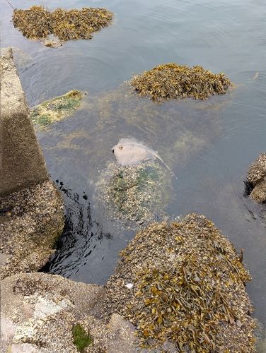 アカエイの釣果