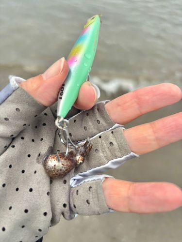 イカの釣果