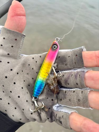 イカの釣果