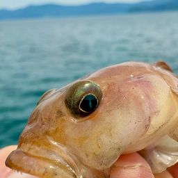 リュウグウハゼ