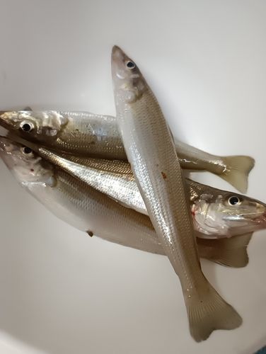 シロギスの釣果