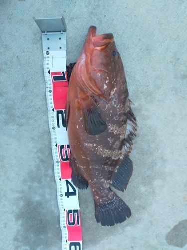 キジハタの釣果