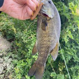 スモールマウスバス