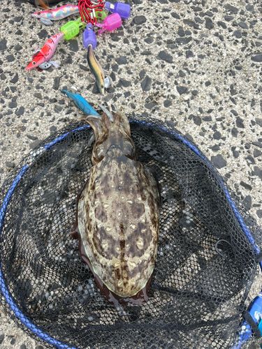 モンゴウイカの釣果