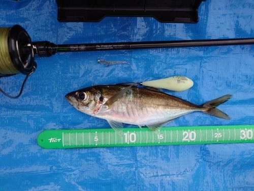 マアジの釣果