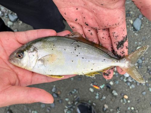 ショゴの釣果