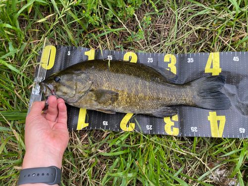 スモールマウスバスの釣果