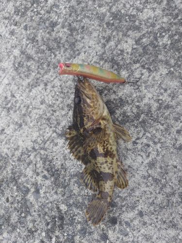 タケノコメバル