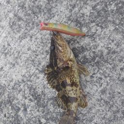 タケノコメバル