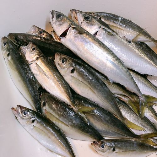 アジの釣果
