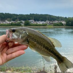 ブラックバス