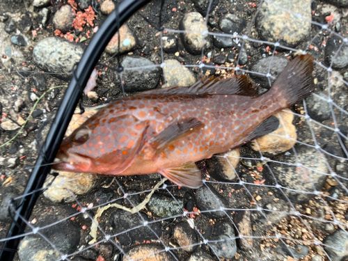 キジハタの釣果