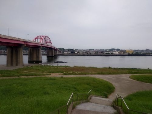 クサフグの釣果