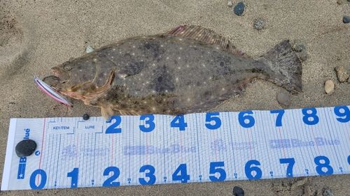 ヒラメの釣果