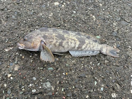 アブラコの釣果