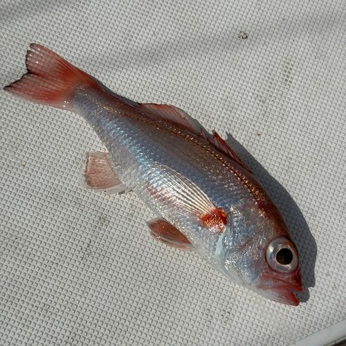 アカムツの釣果