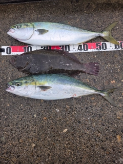 ワラサの釣果