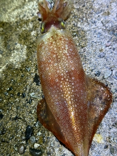 ケンサキイカの釣果