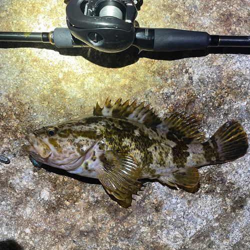 タケノコメバルの釣果