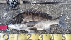 チヌの釣果