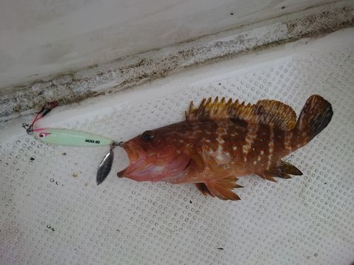 キジハタの釣果