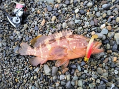 キジハタの釣果