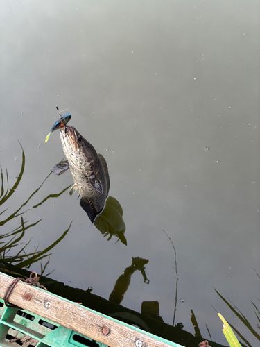 ライギョの釣果