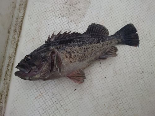 クロソイの釣果