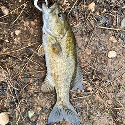 スモールマウスバス