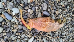 キジハタの釣果