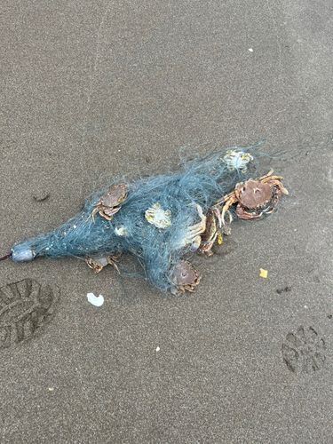 ヒラツメガニの釣果