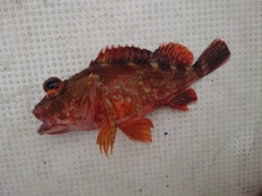 カサゴの釣果
