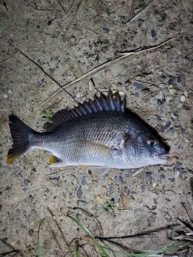 キビレの釣果