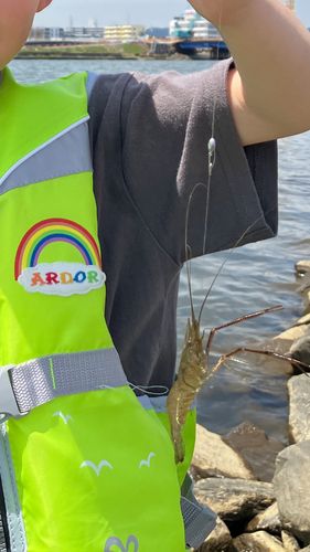 テナガエビの釣果