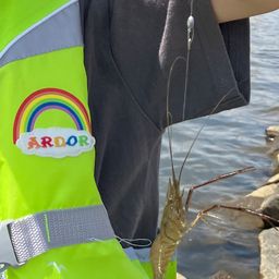テナガエビ