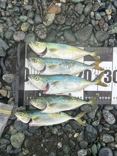 ワカシの釣果
