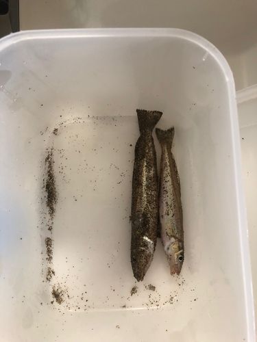 キスの釣果