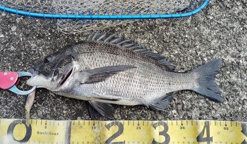 チヌの釣果