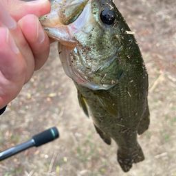 ラージマウスバス