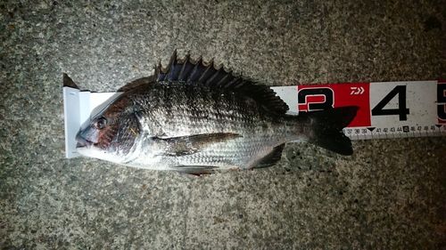 クロダイの釣果