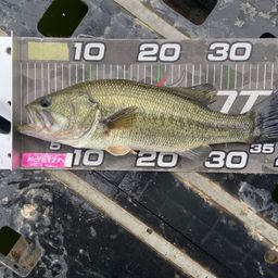 ラージマウスバス