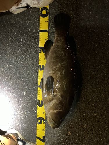 クエの釣果