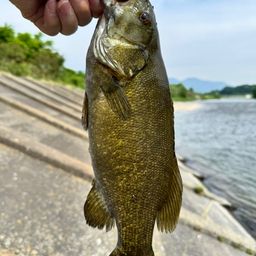 スモールマウスバス