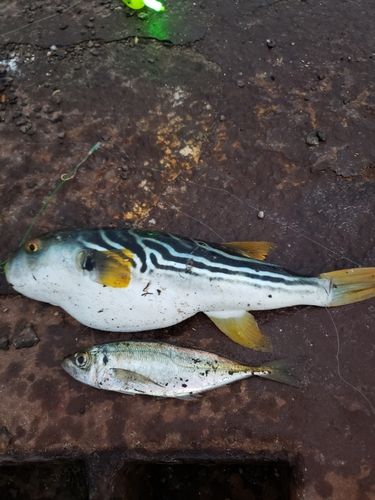 シマフグの釣果