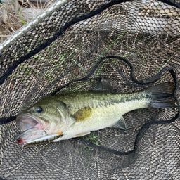 ラージマウスバス